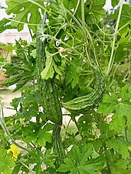 जाने कौन सा Karela खाने से हो जायेंगे और भी ज्यादा आप बीमार