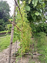 करेला ( Karela ) स्वस्थ्य के लिए इतना फायदेमंद जानकर हैरानी होगी