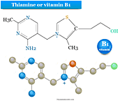 Vitamin B1 (Thiamine)