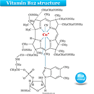 Vitamin B12
