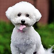 Top 10 small dog breeds for first time owners | Petlife
