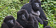 Gorilla Trekking Safari Tours | Best Gorilla Safaris Tour in Uganda