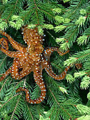 Pacific Northwest Tree Octopus