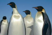 Infographic: Which sites did Penguin 2.0 impact most?