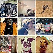 Willamalane Park and Recreation District celebrates National Dog Day and promotes their Pet Fest.