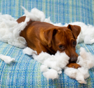 Tips for Stopping Your Dog's Destructive Chewing