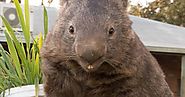 The oldest wombat in captivity celebrates 30th birthday on Tinder