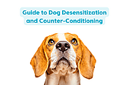 Best Desensitization Dog Training Mesa
