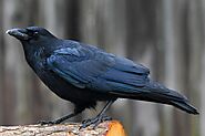 15 Different Types of Black Birds In Florida - Curb Earth