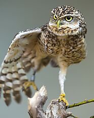 Top 10 Amazing Facts About Owl Legs - Curb Earth