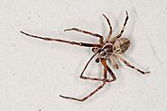 10 Interesting Facts About Flying Spiders - Curb Earth