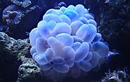 10 Different Types of Corals In The World - Curb Earth