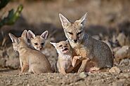 10 Different Types of Foxes In The World - Curb Earth