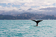 9 Best Whale Watching Tours Around the World - Curb Earth