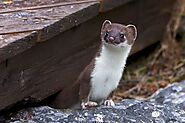 10 Interesting Weasel Facts - Curb Earth