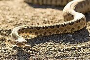 10 Different Types Of Snakes In Utah - Curb Earth