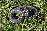 Top 10 Black And White Snakes In The World - Curb Earth
