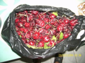 Get in Cancer Fighting Shape with Jamaican Sorrel