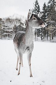 Website at https://deerhuntinglifestyle.com/deer-hunting-tips-recurve-bow-hunters/