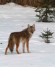 Why Do Coyotes Howl and What You Should Know About Them As a Hunter?