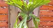 Garden Mastery: Tropical staghorn ferns take root here - The San Diego Union-Tribune