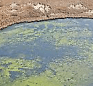 Nutrient pollution in water:
