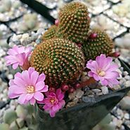 Buy Cactus And Succulent Plants For Sale - Planet Desert