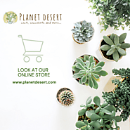 Transform Your Space with Stunning Cacti and Succulents from Planet Desert - Shop Now!
