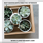 Buy Exotic Succulent Online | Planet Desert