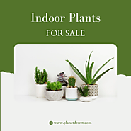 Bring the Outdoors In: Discover Planet Desert's Indoor Plants for Sale