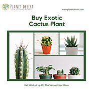 Exotic Cactus Plants For Sale | Planet Desert