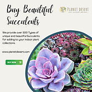 Explore the Exquisite World of Succulents with Planet Desert! π΅π