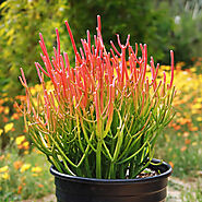 Buy Succulents Online: Transform Your Space with Planet Desert's Exquisite Collection