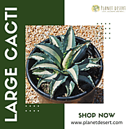 π΅ Discover the Majestic Beauty of Planet Desert's Large Cacti π΅