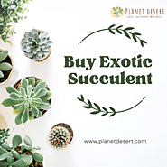 Planet Desert: Discover Extraordinary Exotic Succulents Online