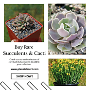 Rare Cacti & Succulents For Sale | Planet Desert