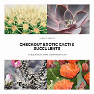 Checkout Exotic Cacti and Succulents at Planet Desert