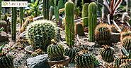 Exploring the Majesty of Large Cacti and Succulents | Planet Desert