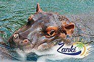 Hippo Sported at one of Zanki Tours