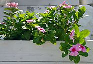10 Plants For Balcony Gardening Beginners - High Rise Horticulture