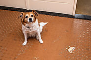 Understanding and Managing Vomiting and Diarrhea in Dogs