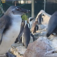 Wild About African Penguins: Stubby - The Little Penguin That Could