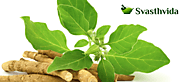 Ultimate Guide To Ashwagandha With Its Amazing Benefits - Svasthvida