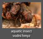Aquatic insects photography