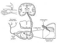 Complex Regional Pain Syndrome (CRPS) - Physiopedia