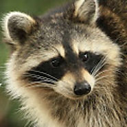 Animal Removal Service in Kansas City. Cridder Ridder - About - Google+