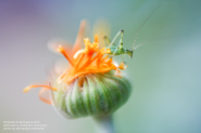 Creative Macro Photography for all Lensbaby Lenses