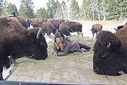 Glamping With Bison at a Gorgeous Montana Ranch Run by Scientists
