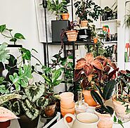 Ultimate Guide for Choosing the Perfect Plants for Your Apartment Garden