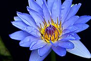 Blue Lotus